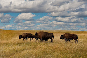 Bisons auf dem Weg über die Great Plains