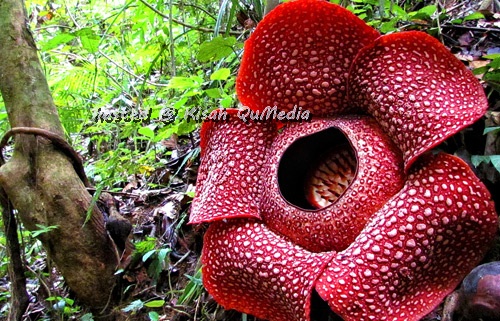 Rafflesia,,,,,Si Busuk Di Tengah Rimba