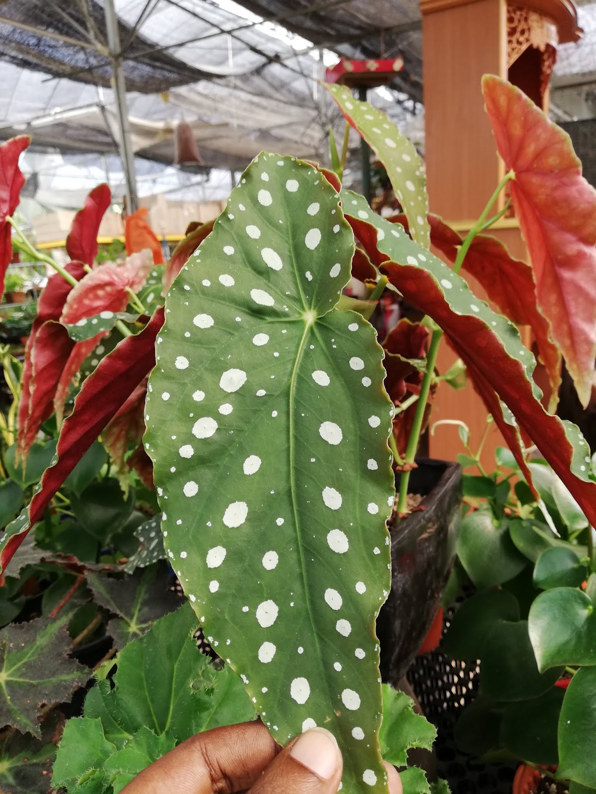 Garden Chronicles of James David Cane Begonia Maculata Wightii Hybrid