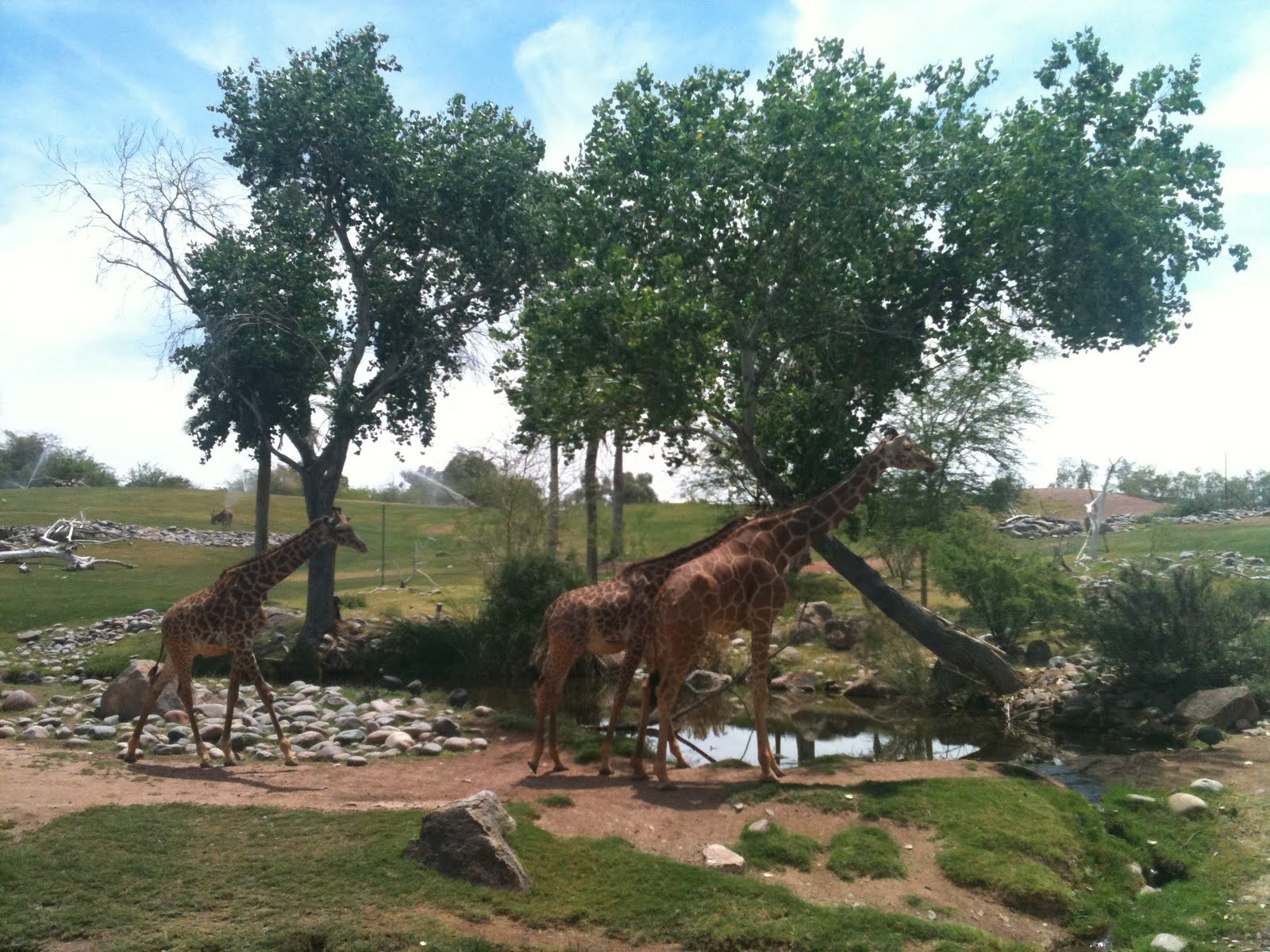 Rob Marchitti Blog The Phoenix Zoo, Voted One of the Nation's Top 5