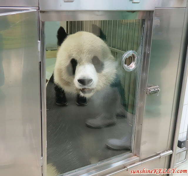 Meet Le Le, The Giant Panda @ Ocean Park Hong Kong