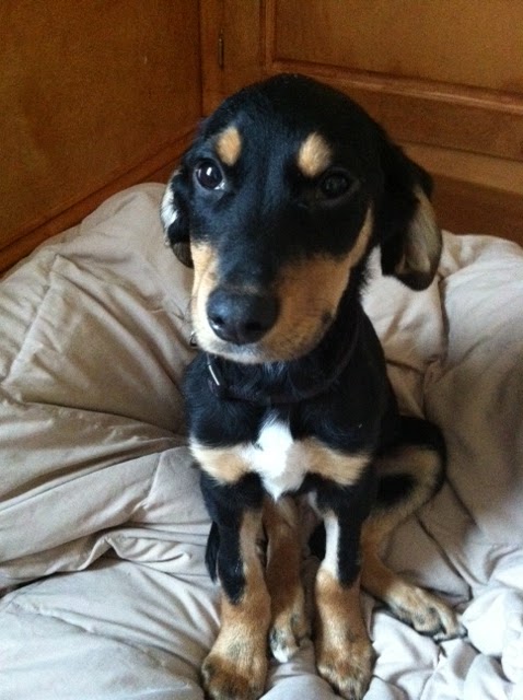 parvo survival stories