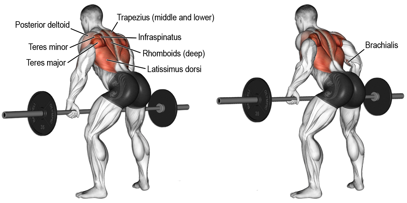 16 Best Trapezius Workouts
