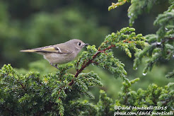 Ruby-crowned kinglet, November 2015