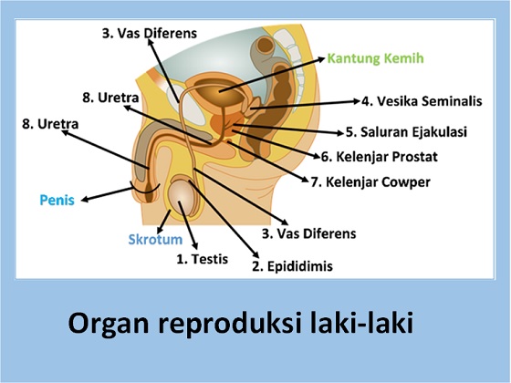 struktur atau bagian organ reproduksi pada laki-laki
