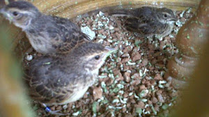 Caraputu Com Media Refrensi Harga Burung Mp3 Burung