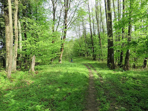 Las wiosną Las wiosenny