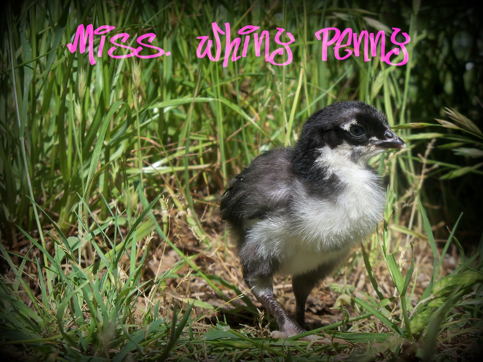 Sha Chicks Meet The Crutch Chicks