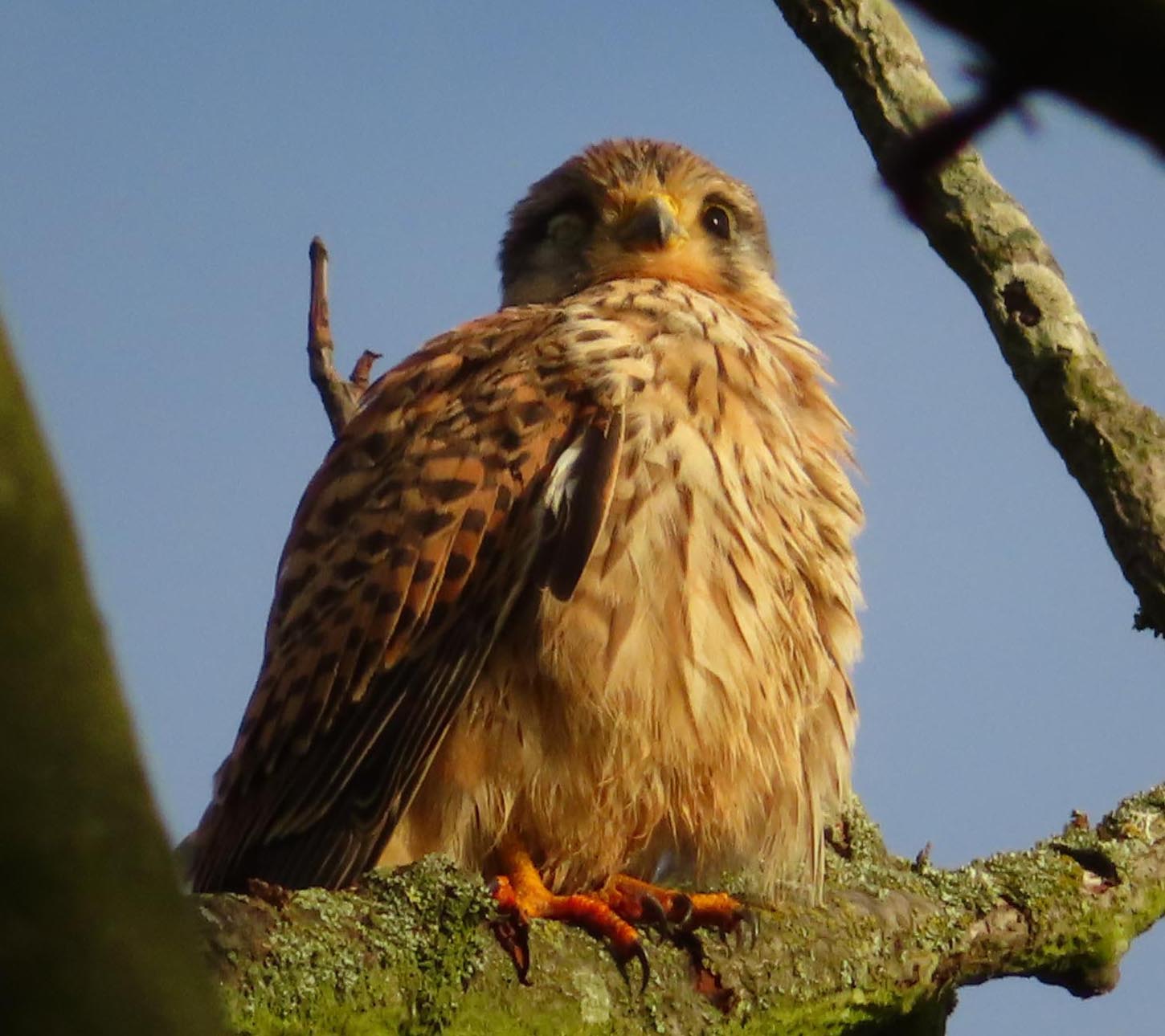MERSEA WILDLIFE KESTREL IN THE CHASE