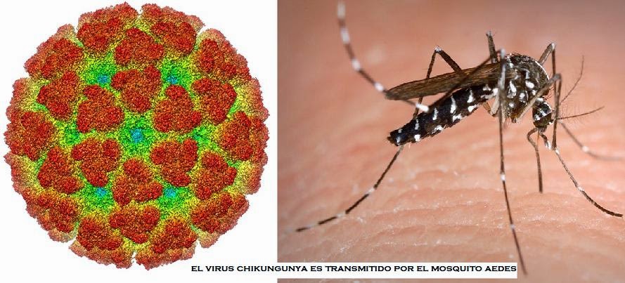 virus chikungunya mosquito aedes