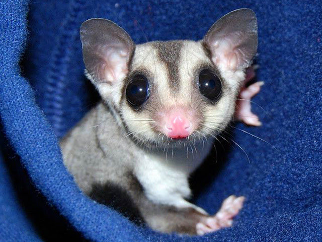 cara melatih sugar glider