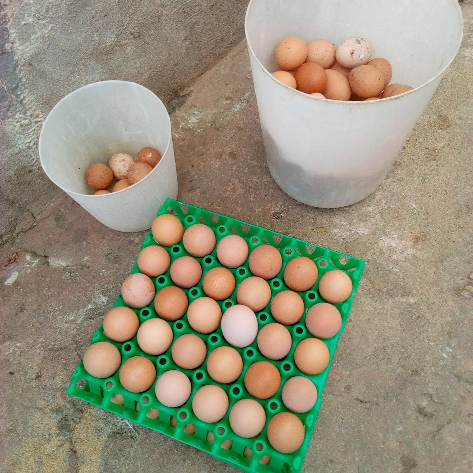 ACHIEVING LAGER EGG SIZE IN LAYERS PRODUCTION