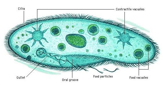 Ciri-ciri Kingdom Protista dan Contohnya | Berpendidikan