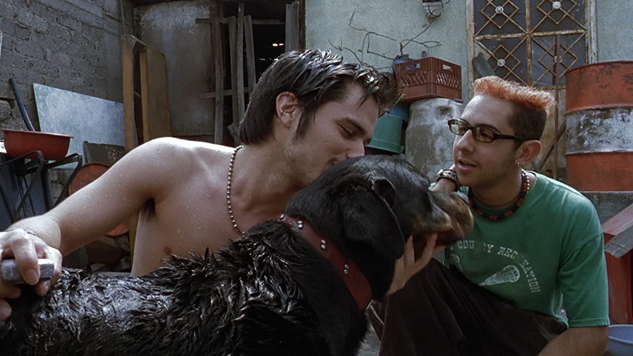 DVD & Blu-ray: AMORES PERROS (2000) - Criterion Collection | The