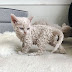 Pictures of 'Poodle Cat' kittens