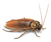 Pest Control Companies: Tips Your Way To Success