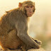 Karakteristik Shio Monyet