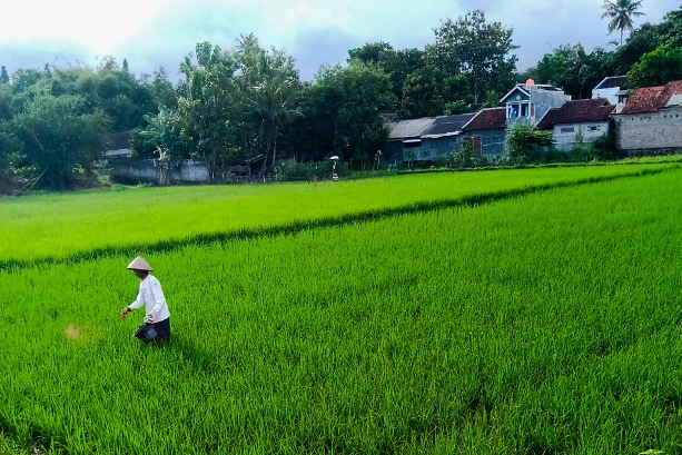 DOWNLOAD PTK BAHASA JAWA SD PTK PAUD PTK SD PTK SMP PTK SMA