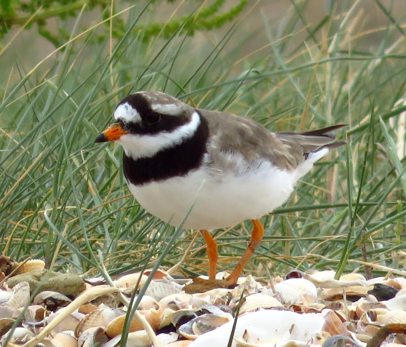 Common Ringed Plover in pair
