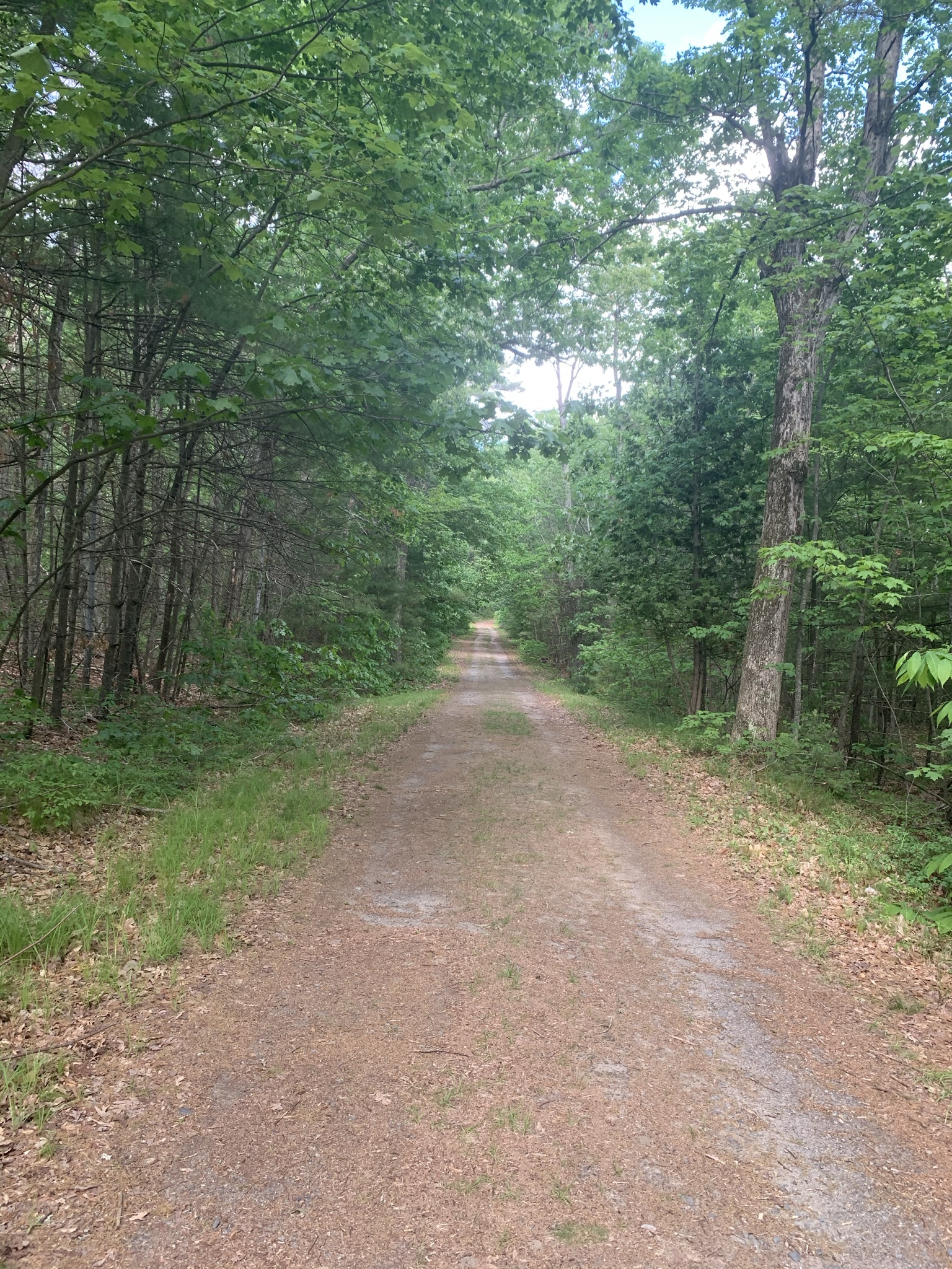 JCXC Wachusett Reservoir Trails Sawyer Bluff (Boylston, MA)