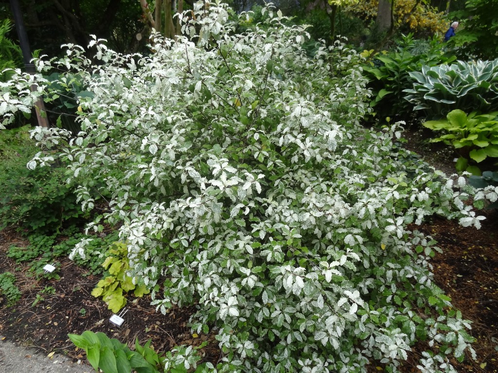 Variegated Pittosporum Stock Photos Variegated Pittosporum Stock