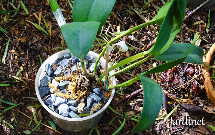 Substratos para orquídeas - Jardinet