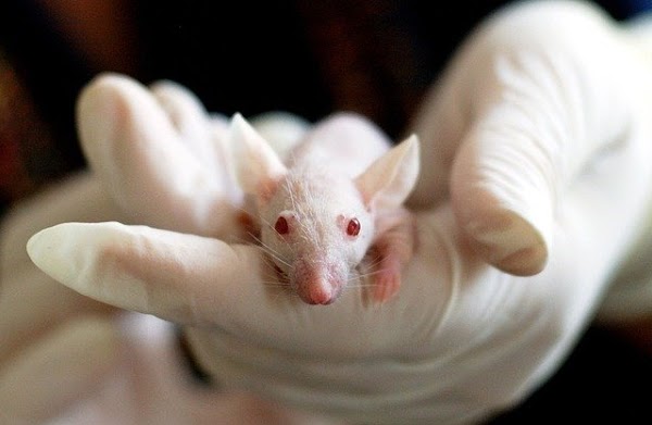 Nueva vacuna previene el herpes en ratones y cobayas Nueva vacuna previene el herpes en ratones y cobayas