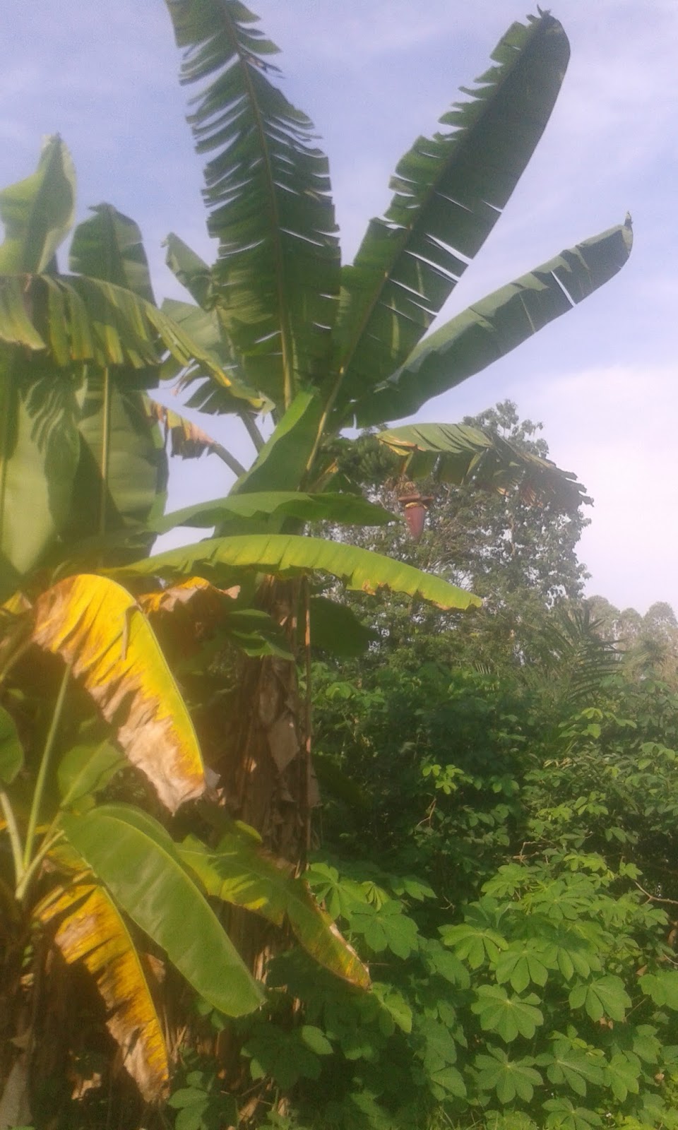 Introduksi Tanaman PEMULIAAN TANAMAN