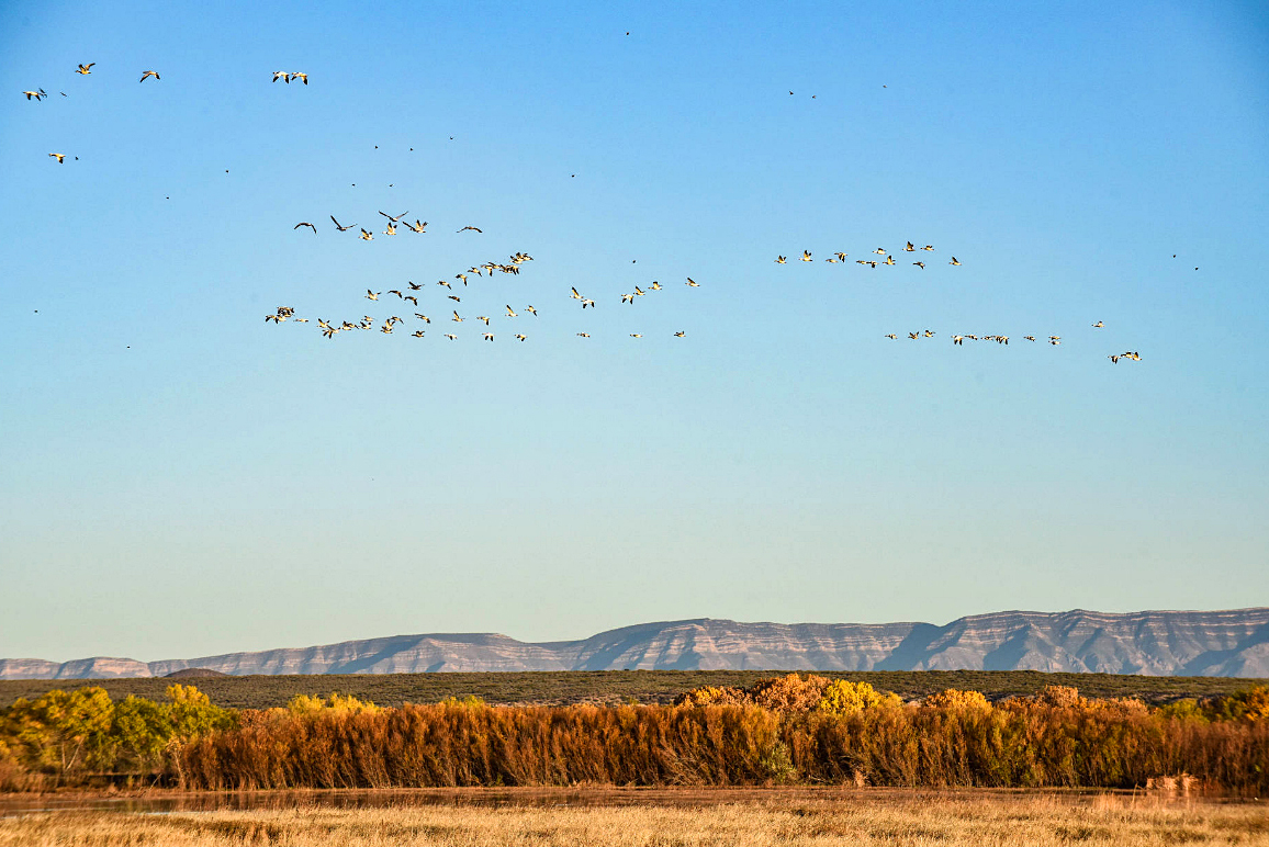 Bosque Del Apache Crane Festival 2024 Tickets Price Lishe Celestyna