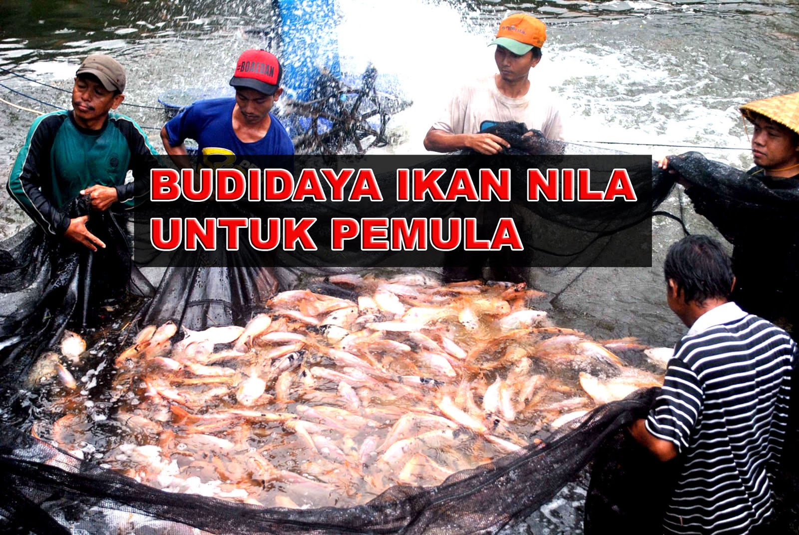 Cara Budidaya Ternak Ikan Nila Untuk Pemula Wakwuk