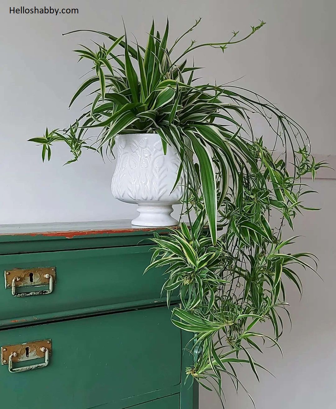 7 Low Maintenance Indoor Plant Names With Pictures