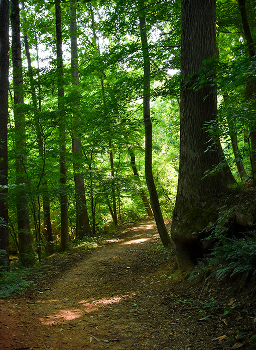 Three Creeks Trail | Photo: Travis Swann Taylor Three Creeks Trail | Photo: Travis Swann Taylor