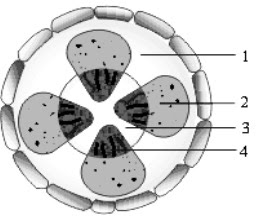 Perhatikan gambar penampang melintang batang dikotil berikut! Bagian