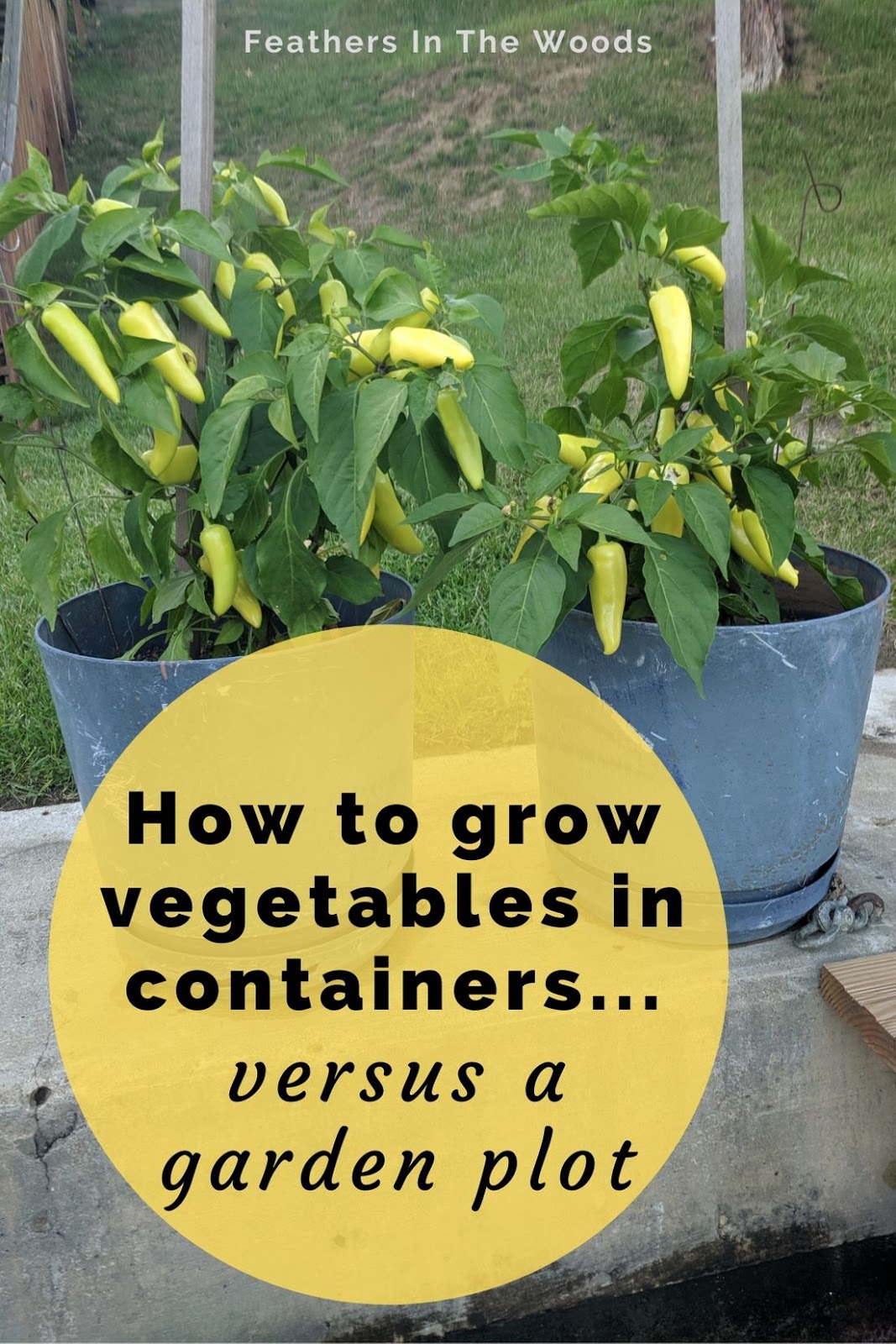 How to grow vegetables in containers vs the ground Feathers in the woods