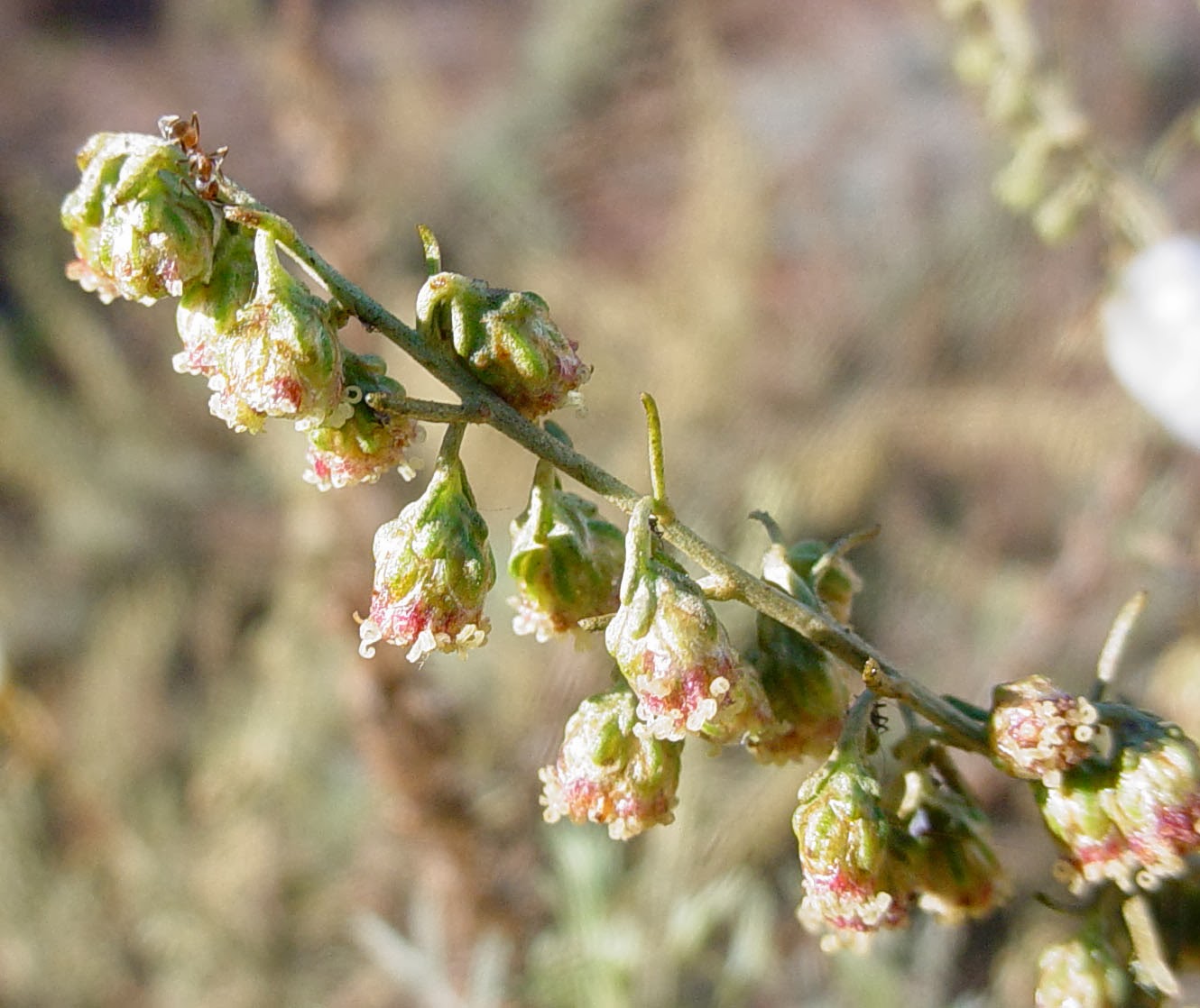 File:Artemisia Californica 002 — Franco Wikimedia Commons, 48% OFF
