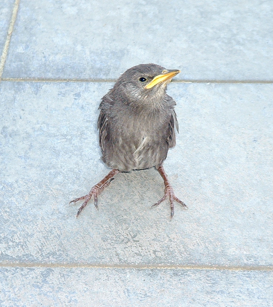 слеток скворца. птенец скворца со скворцами. слеток скворца. слеток скворца. птенец скворца.