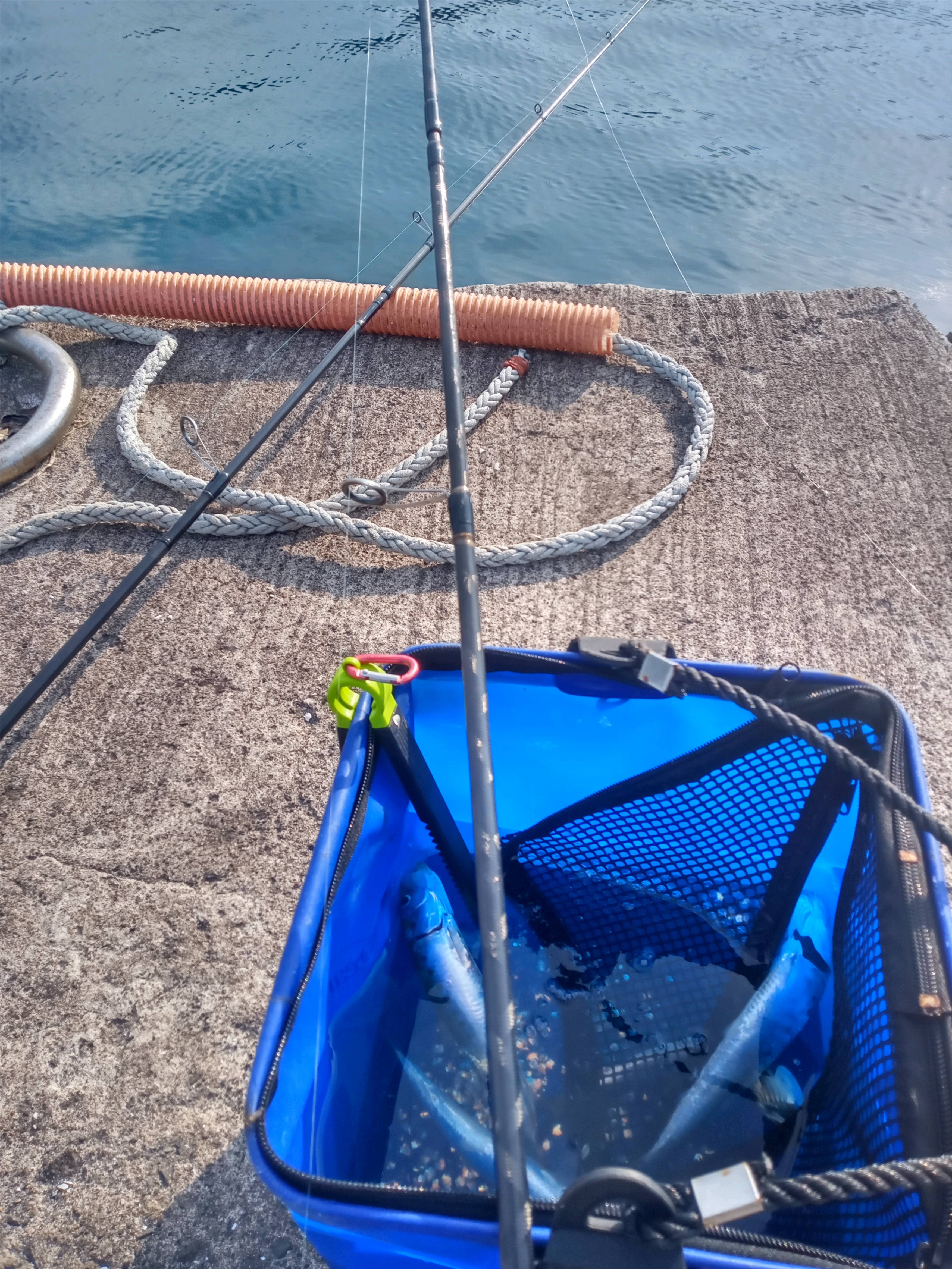 鯛とヒラメの舞踊りを狙ったのですが… クーちゃんの港湾釣り日誌