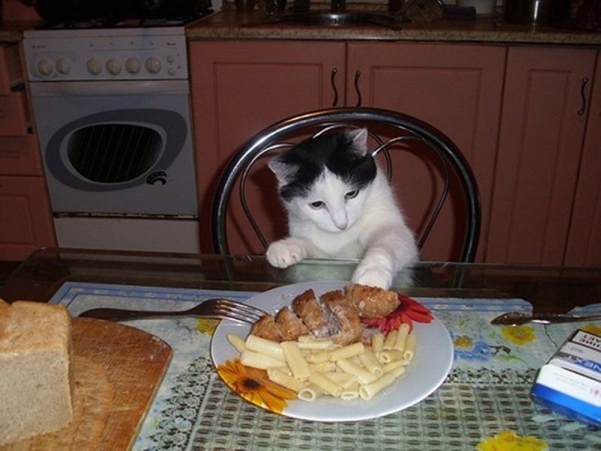 Собака съела котлету. Котик обедает. Смешные котики с надписями про еду. Коты воришки. Кошечка обедает.