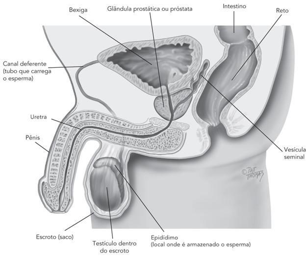orgasmo prostático sabor diferente orgasmo prostático sabor diferente