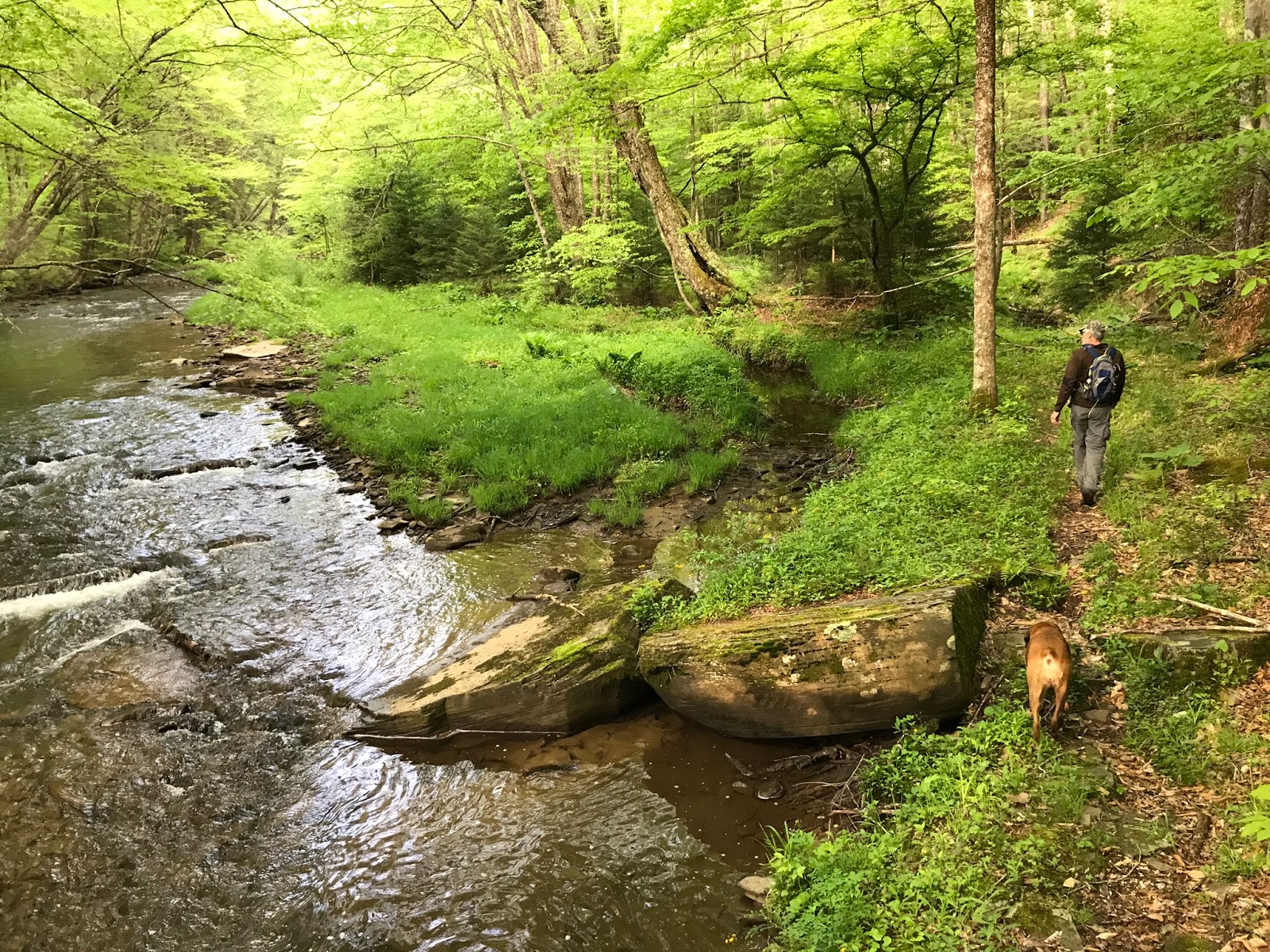 Wandering Virginia Laurel Fork South Wilderness, West Virginia