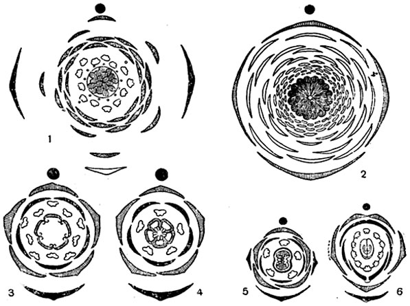 диаграмма семейства сложноцветных
