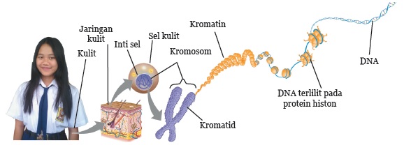 9.3.1 Pewarisan Sifat pada Makhluk Hidup Hauma Genst