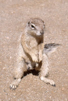 RSA-écureuil 1