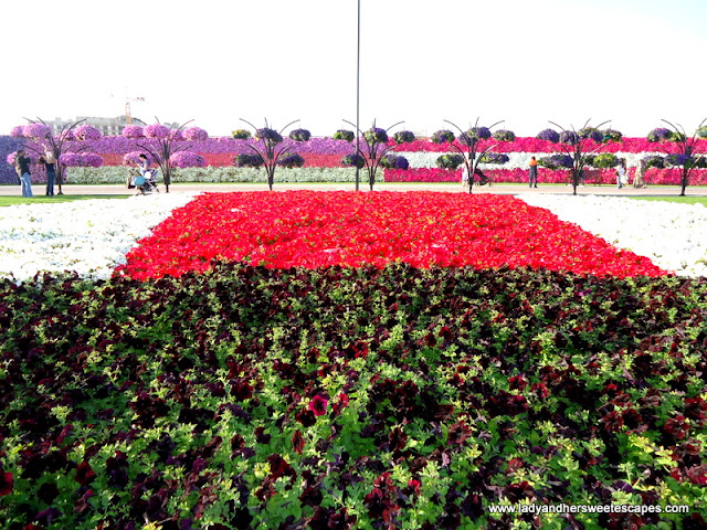 unique flowers at Dubai Miracle Garden