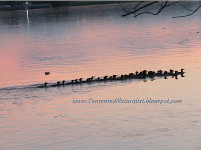 The group of mergansers swimming to the right, some still in a tight cluster but the back of the group getting strung out in a line.
