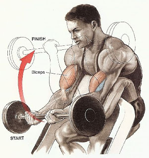 5- تمرين السحب أثناء الجلوس preacher curls - هذا التمرين يقوم بعزل عضله الباي سيبس حيث يركز عليها فقط فيعمل على عزلها وتكويرها......... 5- تمرين السحب أثناء الجلوس preacher curls - هذا التمرين يقوم بعزل عضله الباي سيبس حيث يركز عليها فقط فيعمل على عزلها وتكويرها.........