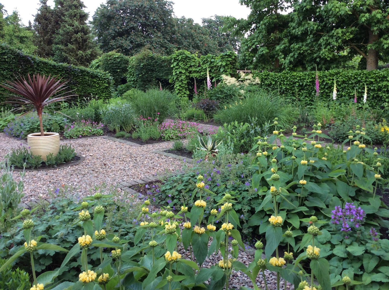 Ilex Crenata Convexa Buxus Vervangers Wintergroene Haag