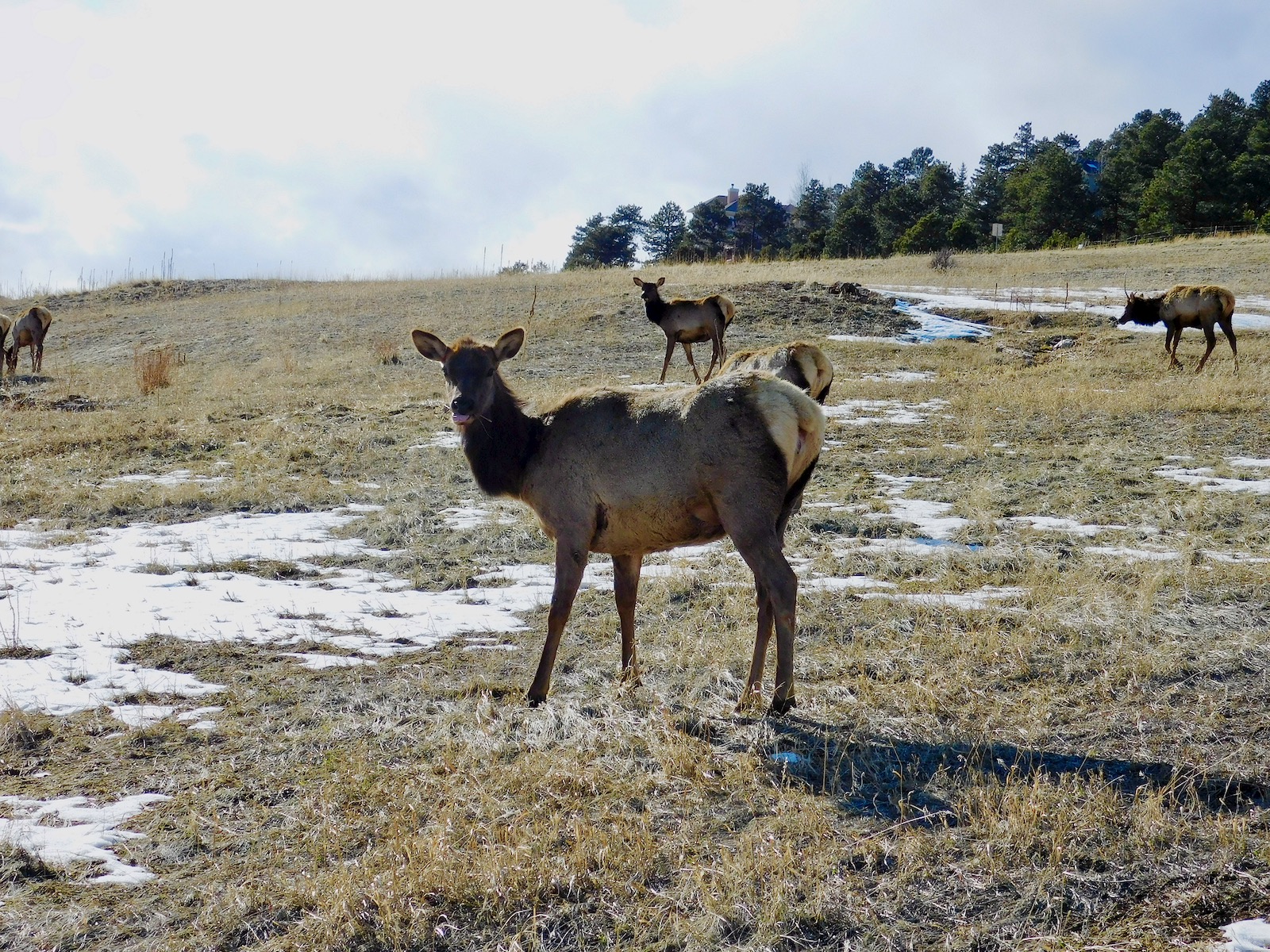Elk in the Meadow Emanating Tranquility