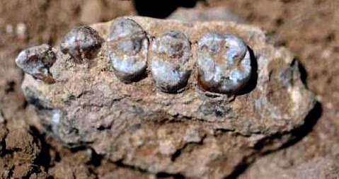 PALAEOBLOG: CMNH Curator Describes New Human Ancestor, Australopithecus ...