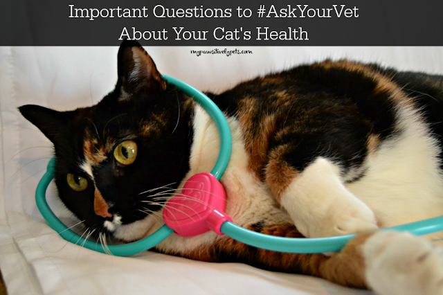 Important Questions to #AskYourVet About Your Cat's Health